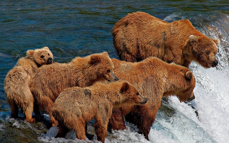 LUNCH TIME - brown bears, fishing, flow, river, family, five