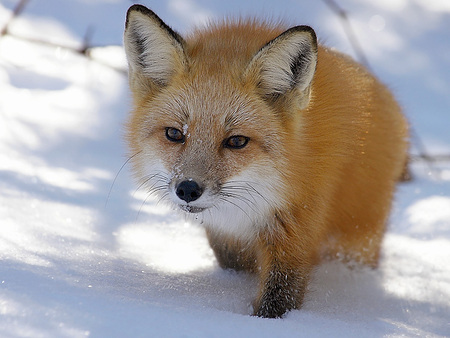 fox - fox, closeup, snow, wild, winter