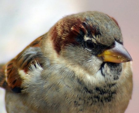 sparrow - house, sparrow, bird, closeup