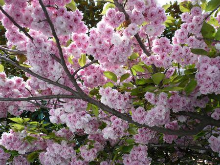 sakura - japan, sakura, tree, cherry blossoms, spring