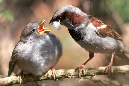 feeding - birds, sparrows, nature, feeding