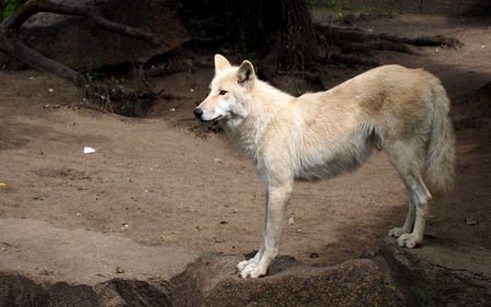 ARTIC WOLF - white, wolf, predator, artic