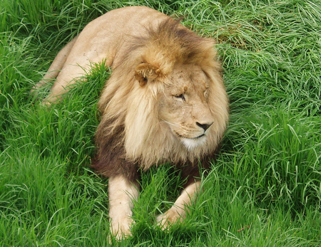 Lion - lions, king, grass, animals