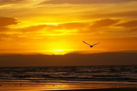 beautiful sunset - nature, sky, beautiful, sunset, sea, birds