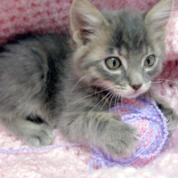 a boy kitten