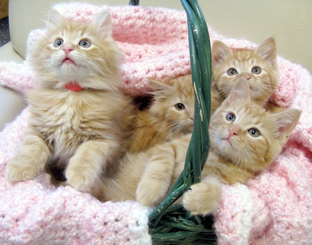 basket full of joy - basket, joy, kittens, ginger