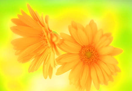 Have a sunny day - daisies, sunny, yellow, green, bright, gold, orange