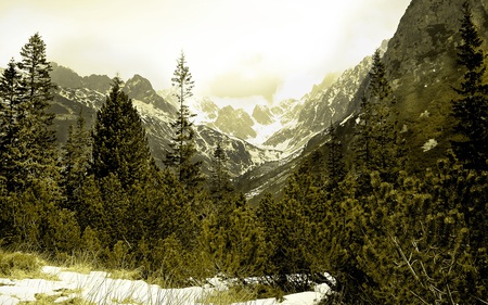 High Tatras - forests, winter, nature, beautiful, snow, mountains