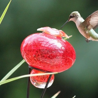 Humming Bird  "The Hover"