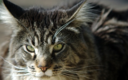 Maine Coon - annoyed, beautiful, cute, cats, animals