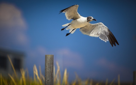 Taking Off - animals, marsh, seagull, clouds, blue, beautiful, skies, taking, off