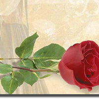 Red Rose Background F2