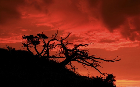 against the sky - beauty, sky, silhouette, trees, black, storm, nature, clouds, orange, tree