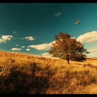 tree in the field