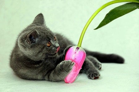 Flower Girl - grey cat, pink tulip, feline, leaf, flower, tulip, cat, kitty