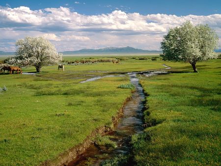 landscape - clouds, nevada, trees, water, nature, horses, sky