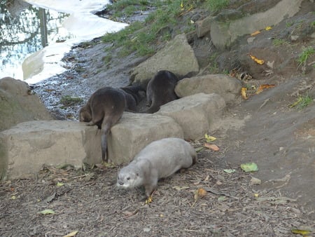 OTTERS - otters