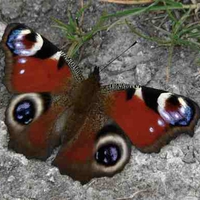 Peacock Butterfly