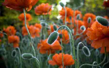 Poppys to rember - poppys to rember