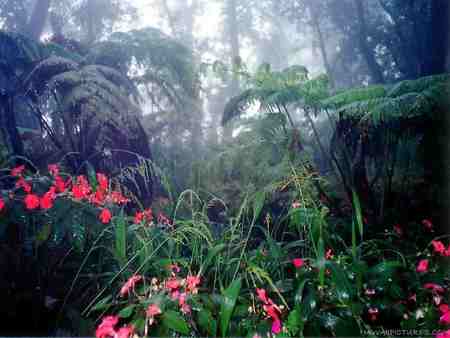 rain forest - rain forest