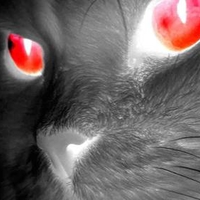 RED EYED CAT