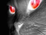 RED EYED CAT