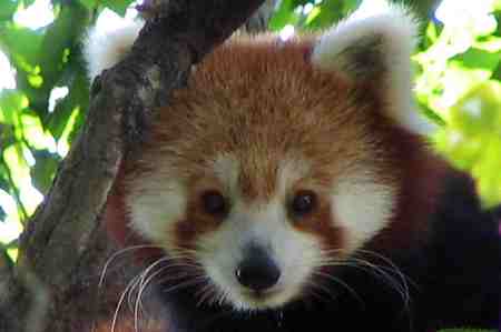 Red Panda - cute, animal, tree, red panda