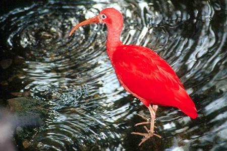 scarlet ibis - scarlet ibis