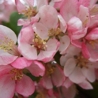 Apple Flowers in widescreen