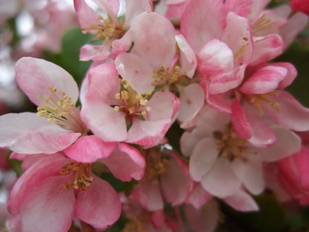 Apple Flowers in widescreen - widescreen, flowers, blossom, wds, apple flowers