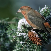 Bird in pine tree