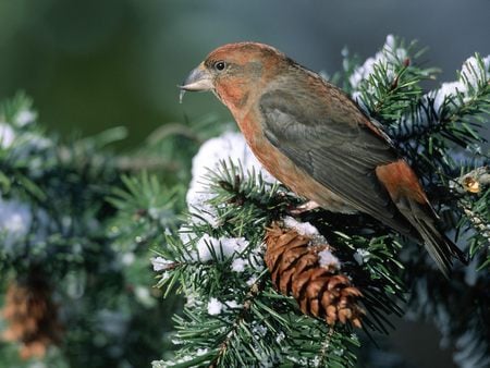 Bird in pine tree