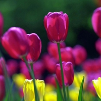 beautifull tulips