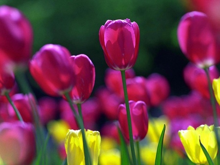 beautifull tulips - wide screen, nice, photography, tulips, field, rose, yellow, colorful tulips, garden, amsterdam, natuer, nature, floral, refreshing color, beautiful, flowers, colors, photo, flower