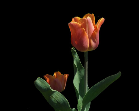 orange tulip - nice, tulips, orange, flowers, black, spring