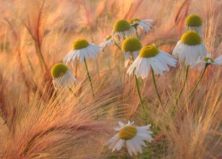 flowers - flowers