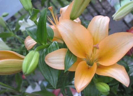 lily - flowers, lily