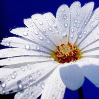 beautiful  white  flower