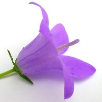 purple flower