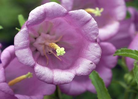 purple flower - flower