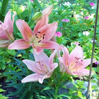 pink flowers