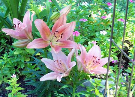 pink flowers - pink flowers, green