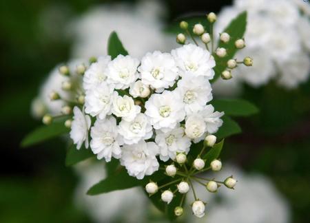 white bouquet - white flowers