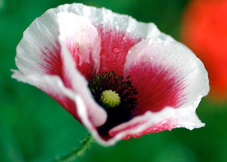 flower - white-red- flower