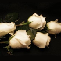 bouquet  of   white roses