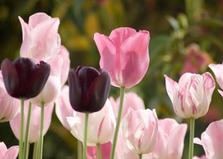 tulips - flowers, tulips