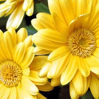 yellow flowers