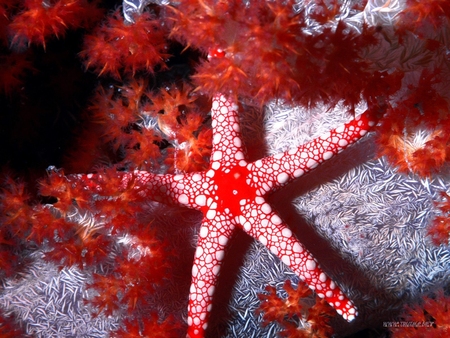 sea star - animals