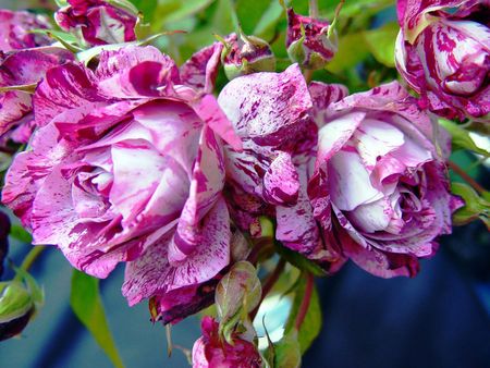 Roses - flowers, roses, nature