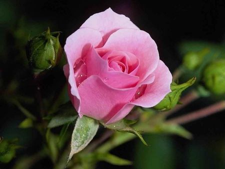 pink rose - nature, love, pink, wet, flowers, rose, flower